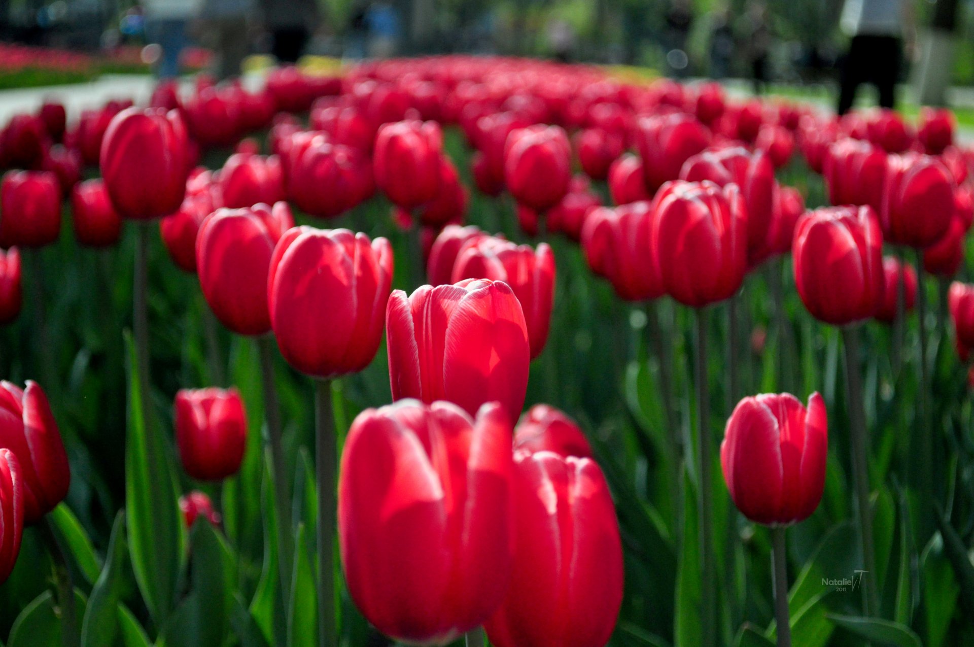 tulipani rosso primavera fiori aiuola