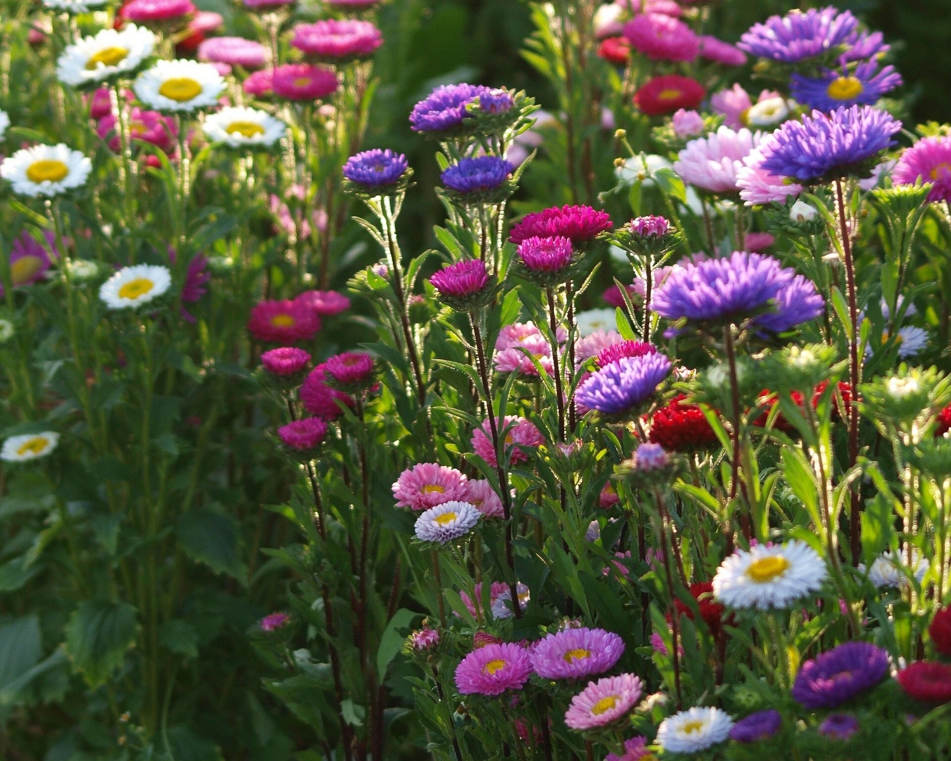astri multicolori aiuola