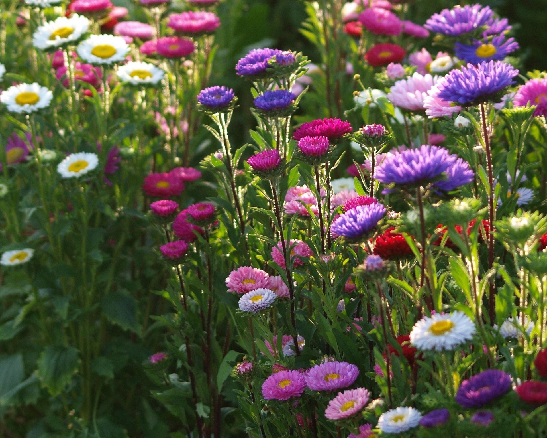 astern bunt blumenbeet