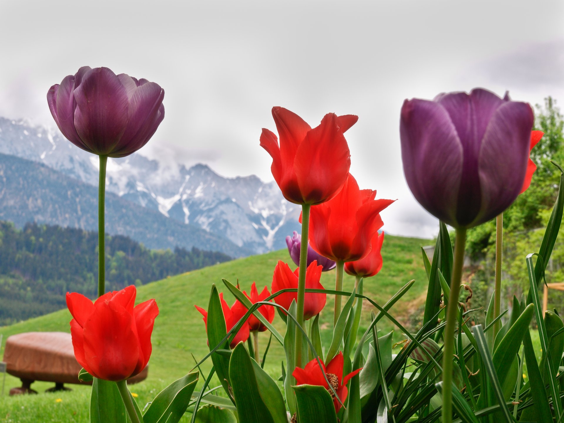 flores tulipanes lago alpes