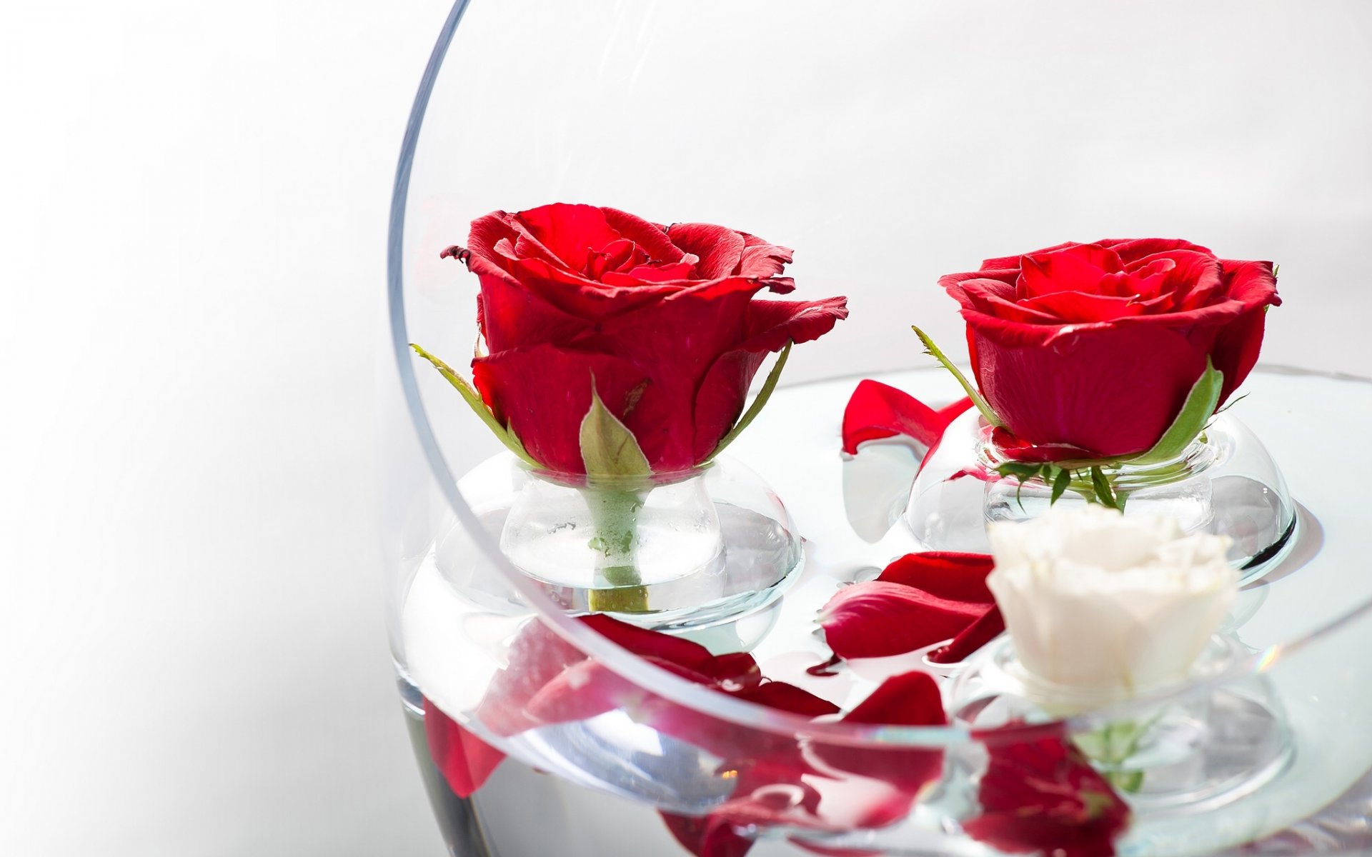 rose boccioli petali