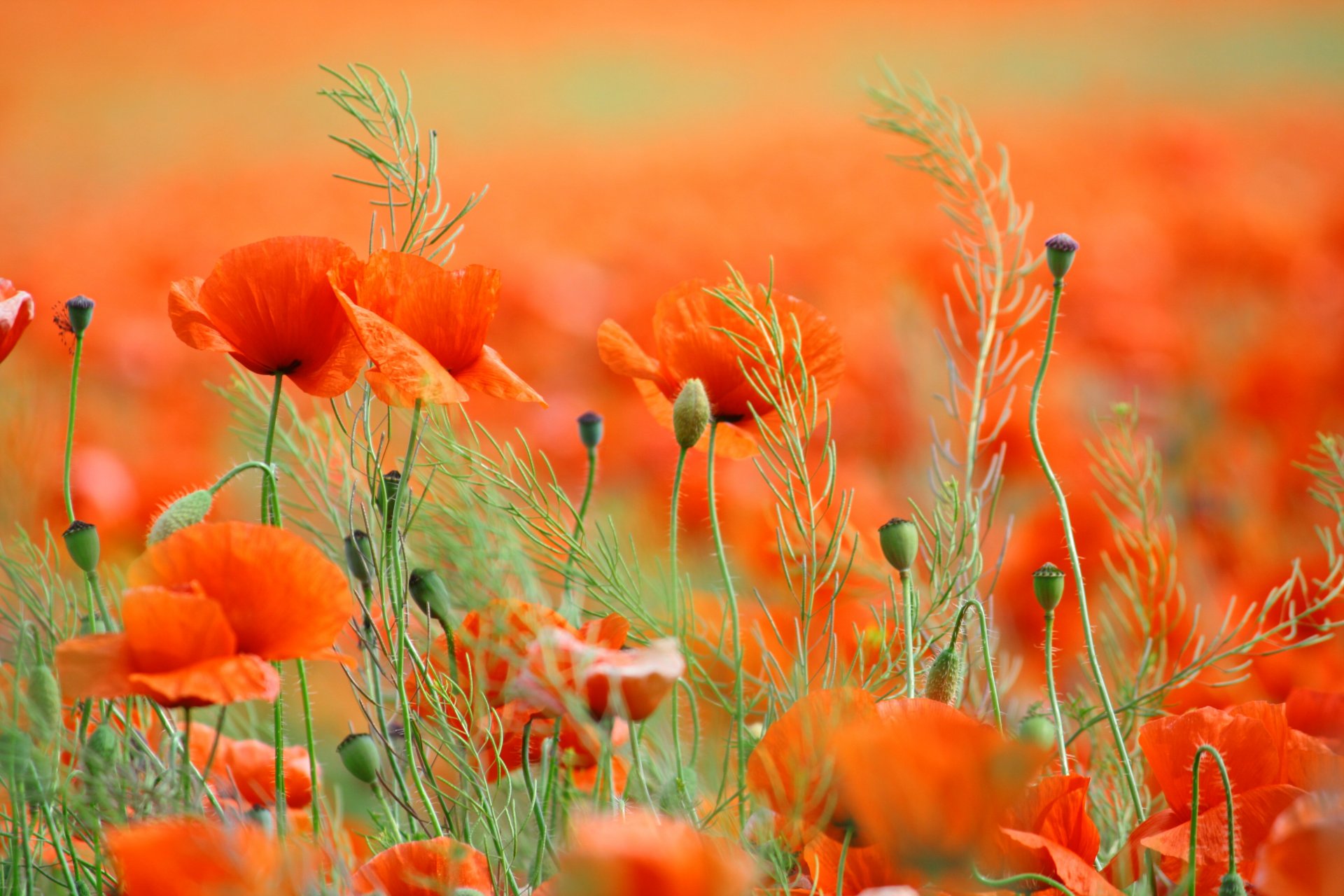 naturaleza flores amapolas pétalos primavera campo primavera