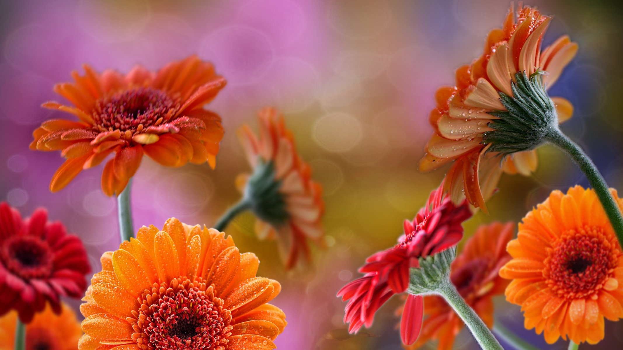 gerbera rot orange tropfen tau blendung