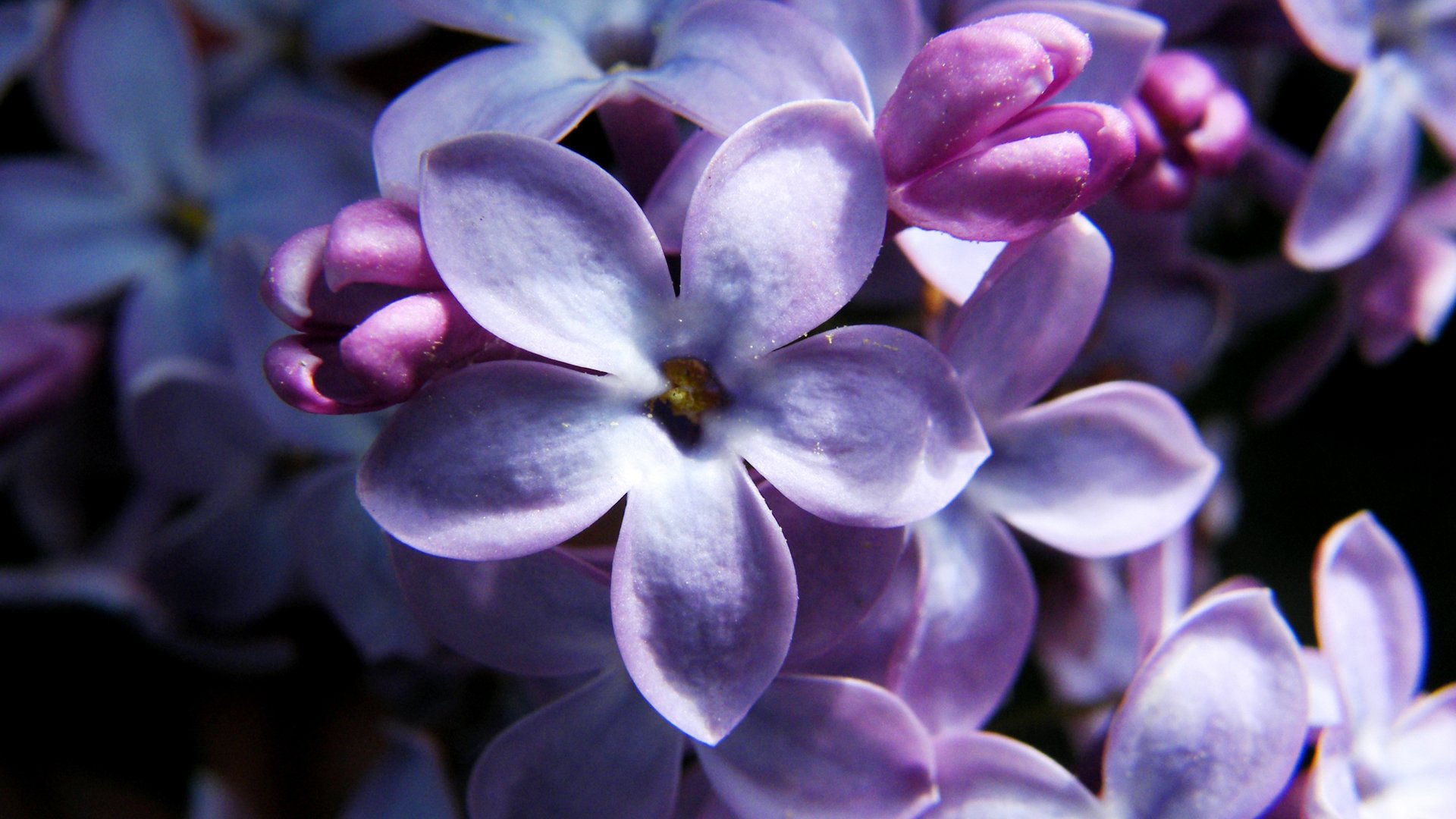 lillà cinque lepisti fiori