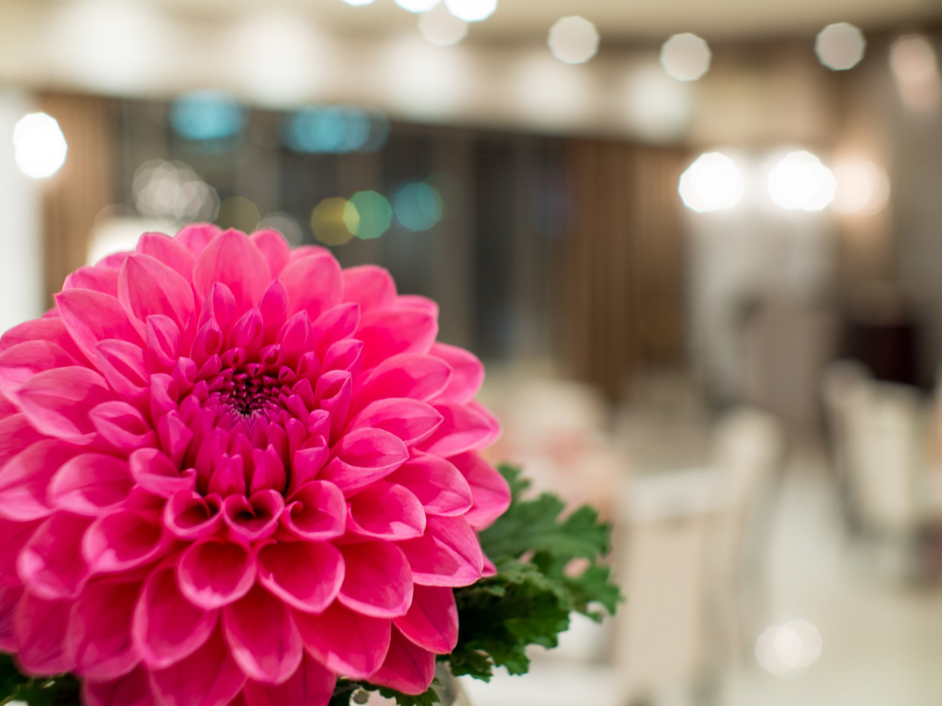 dahlia fleur pétales gros plan faits saillants