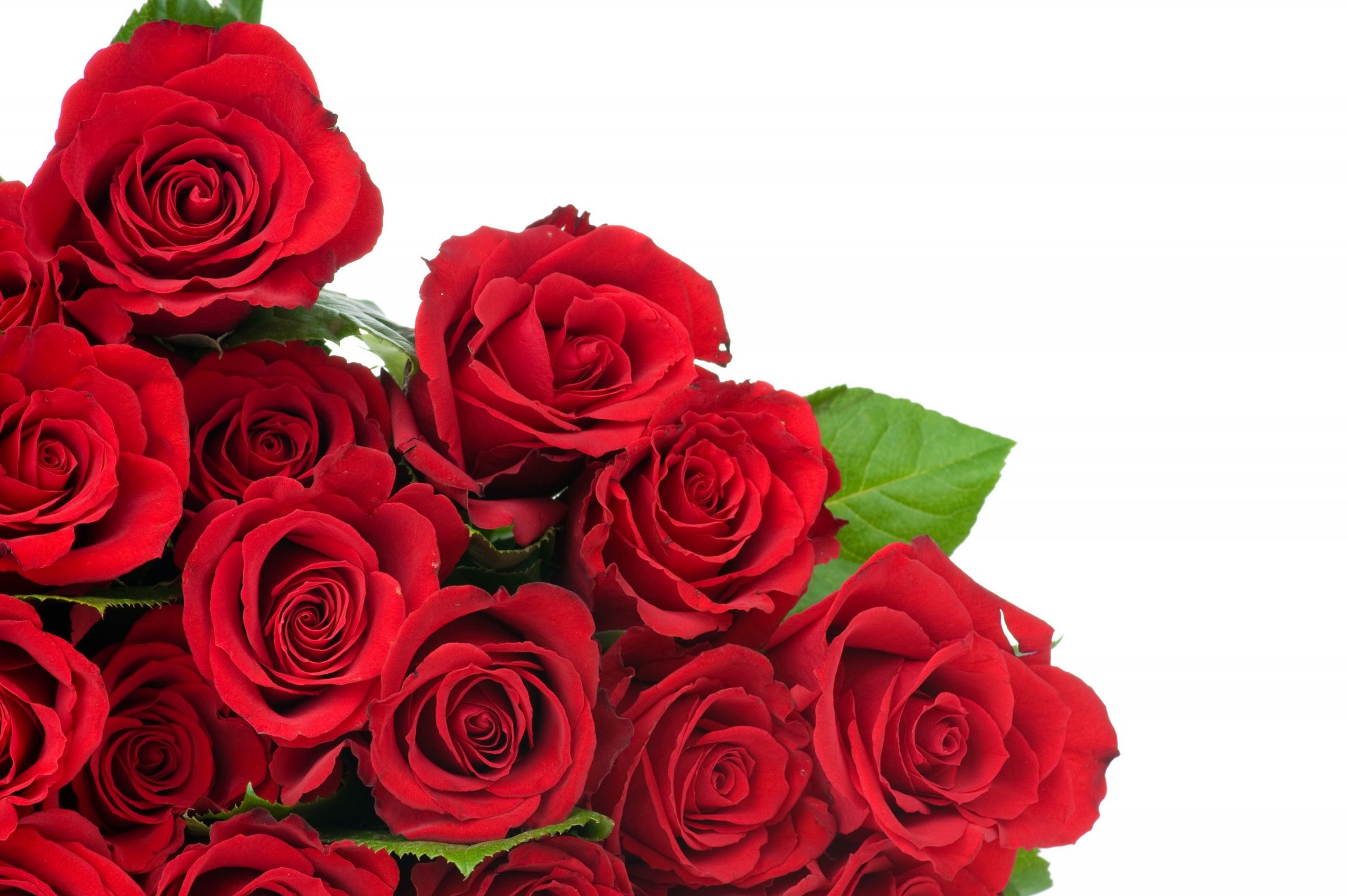 flores rosas rojas brotes hojas brotes
