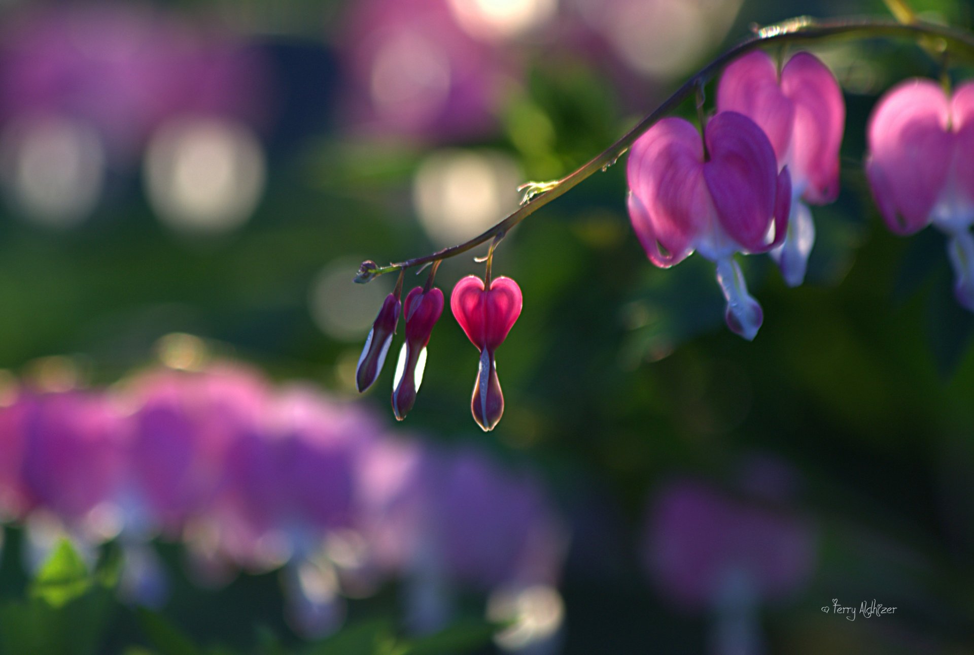 dizentrum gebrochenes herz zweig rosa knospen