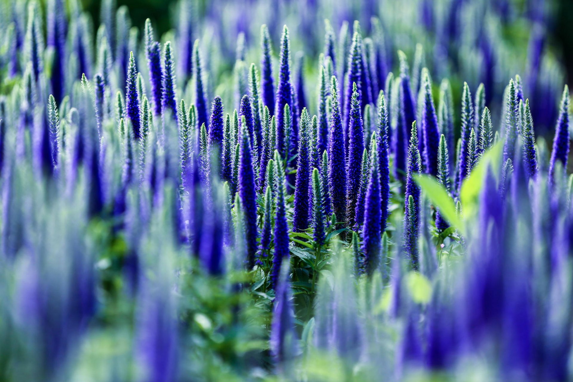 veronica blumen blau feld natur makro