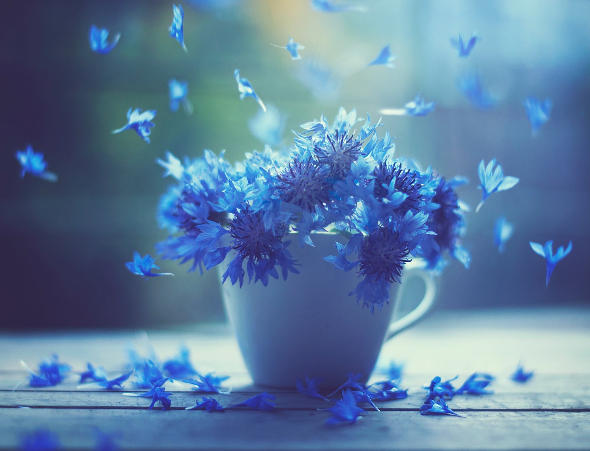cup flower cornflowers close up