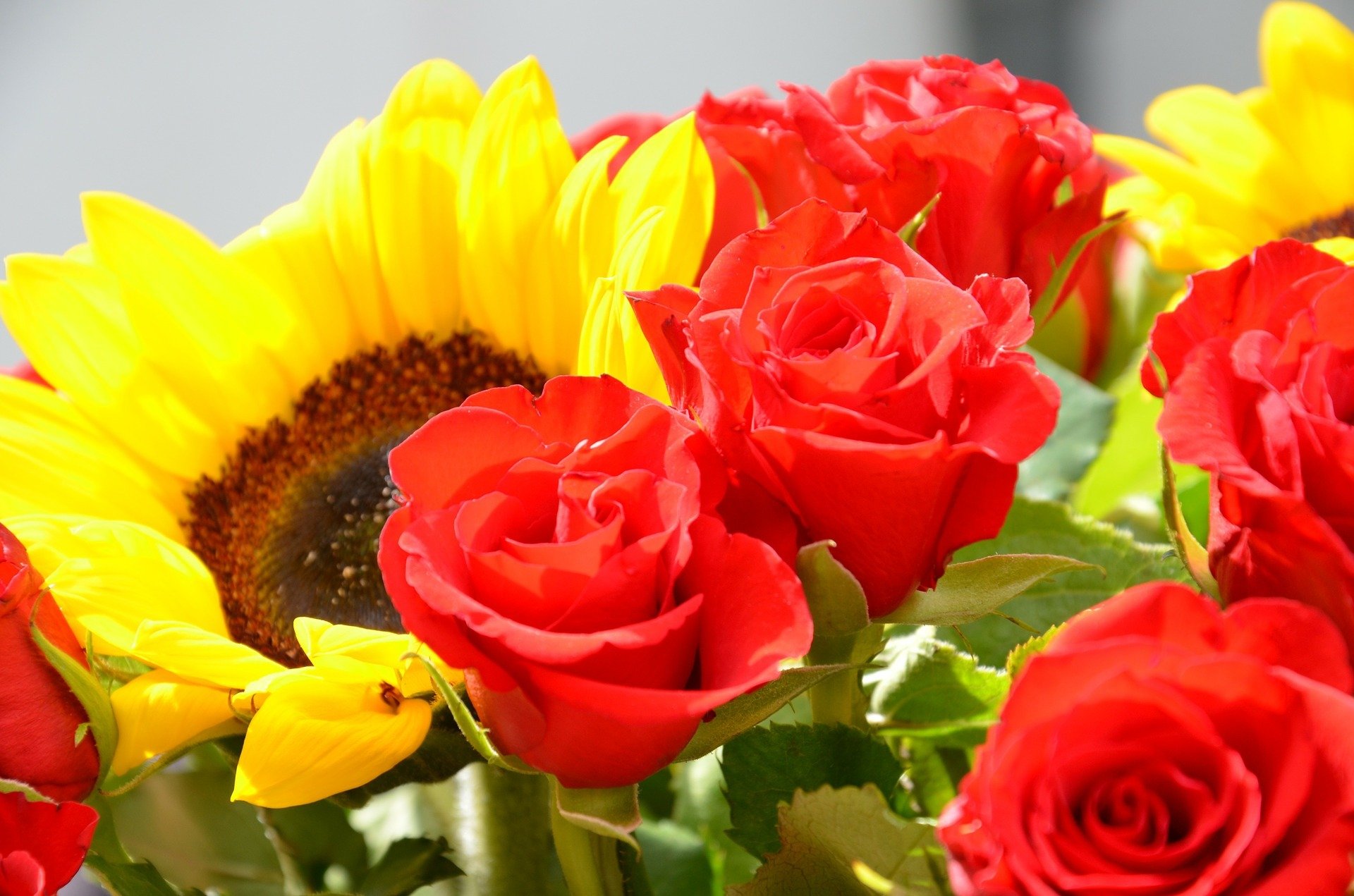 bouquet rose foglie petali girasole