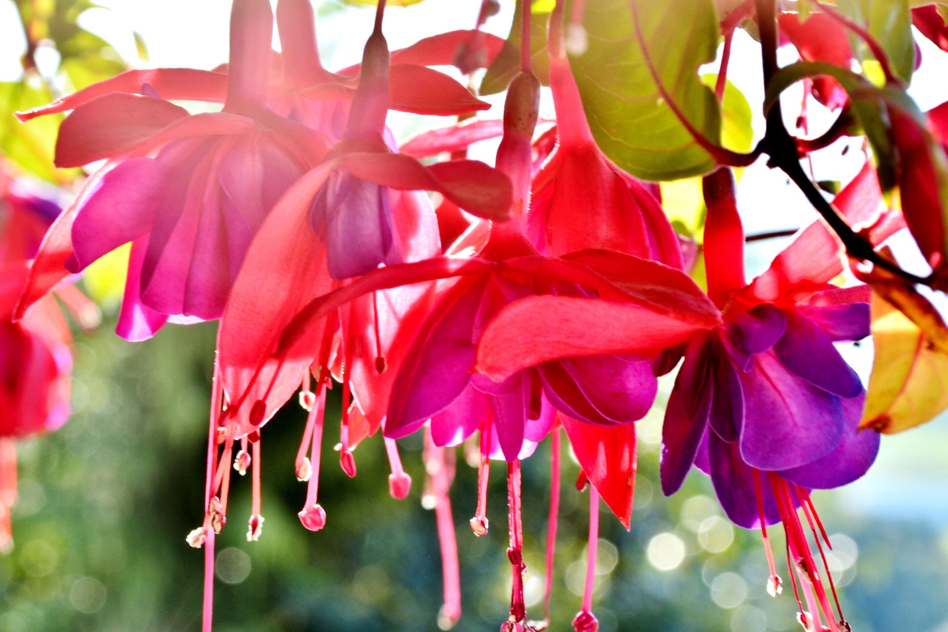 blumen hell sommer schließen makro makro