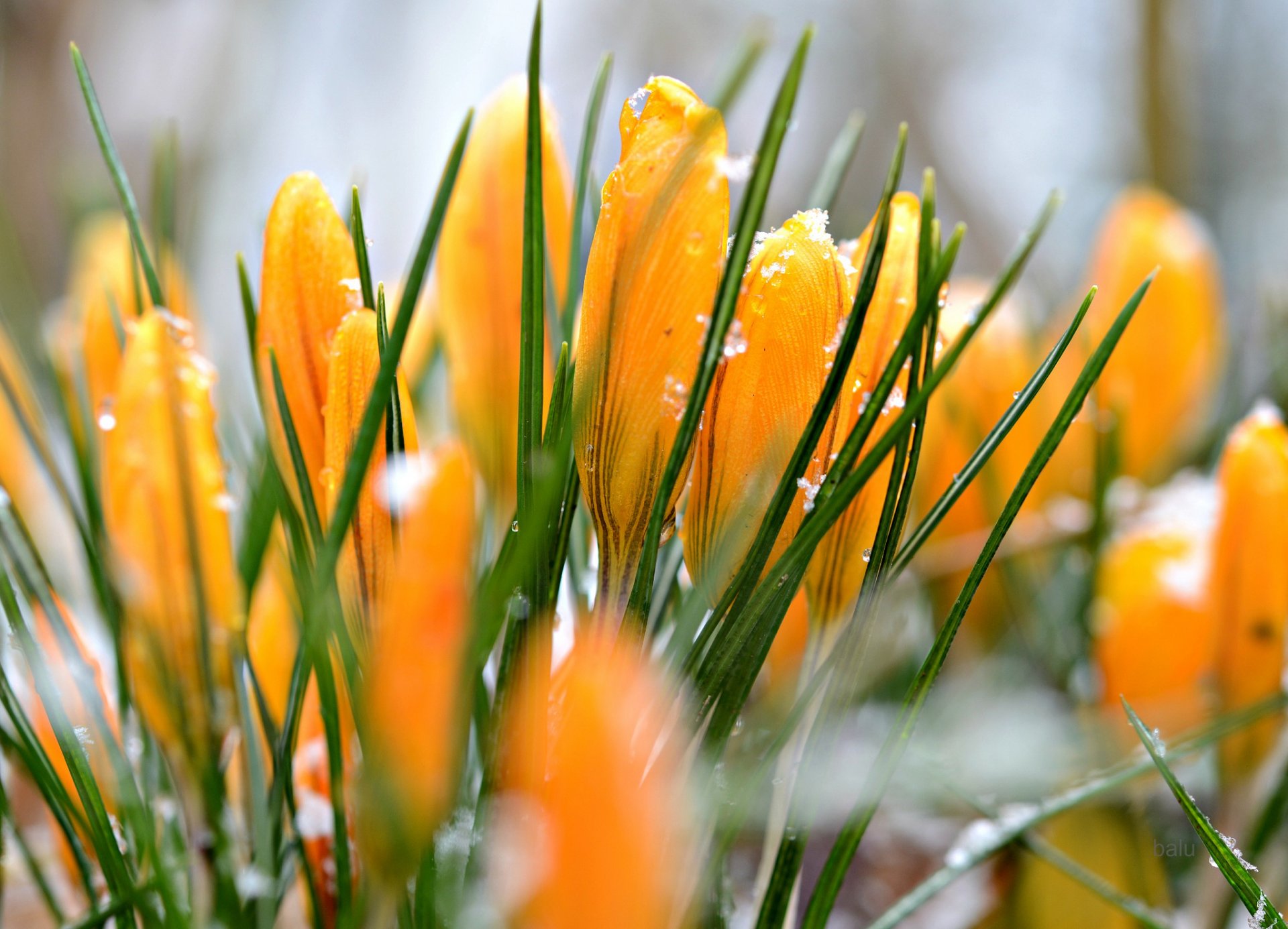 crocus jaune gouttes d eau neige