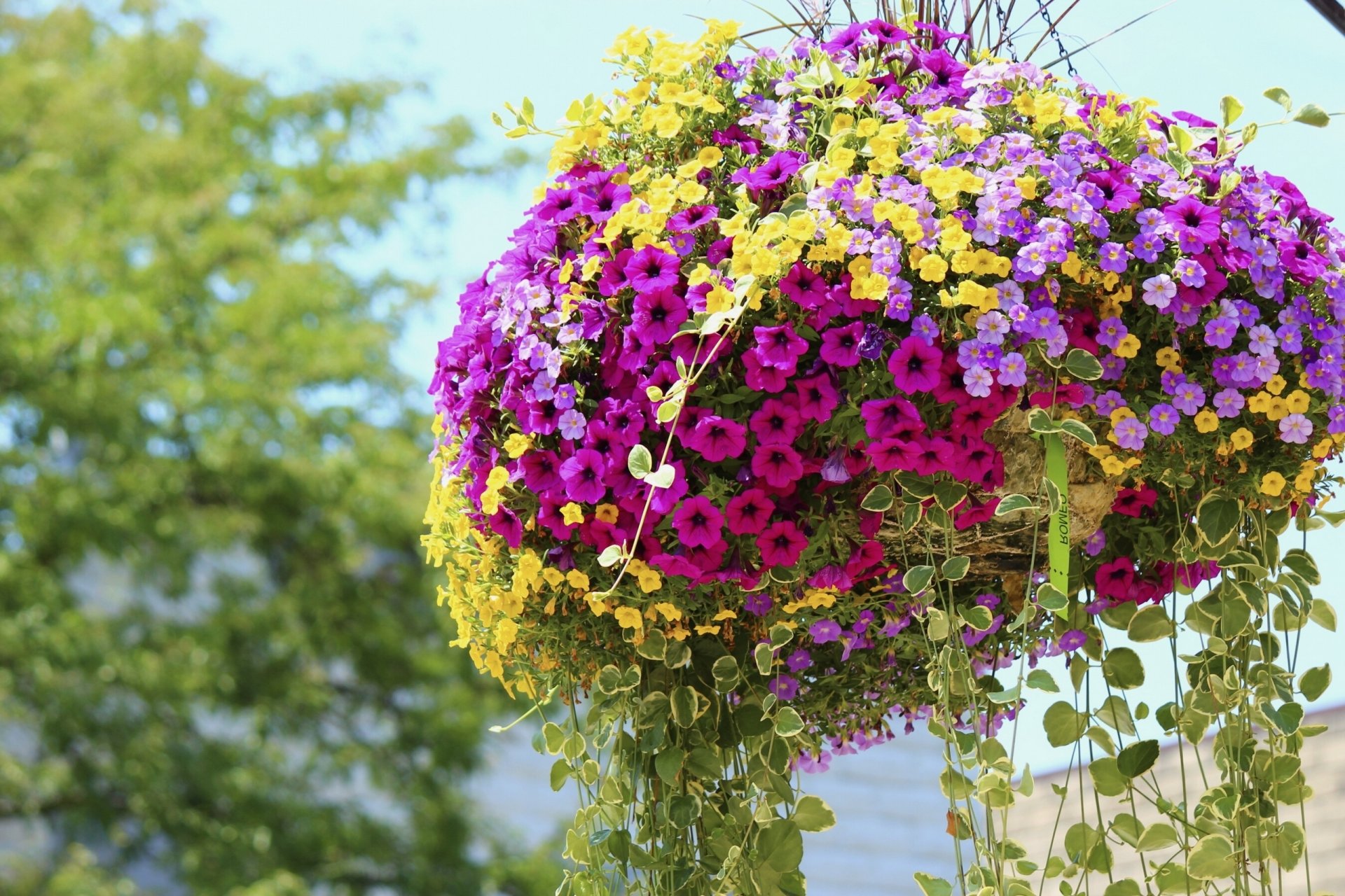 petunien blumentopf bunt