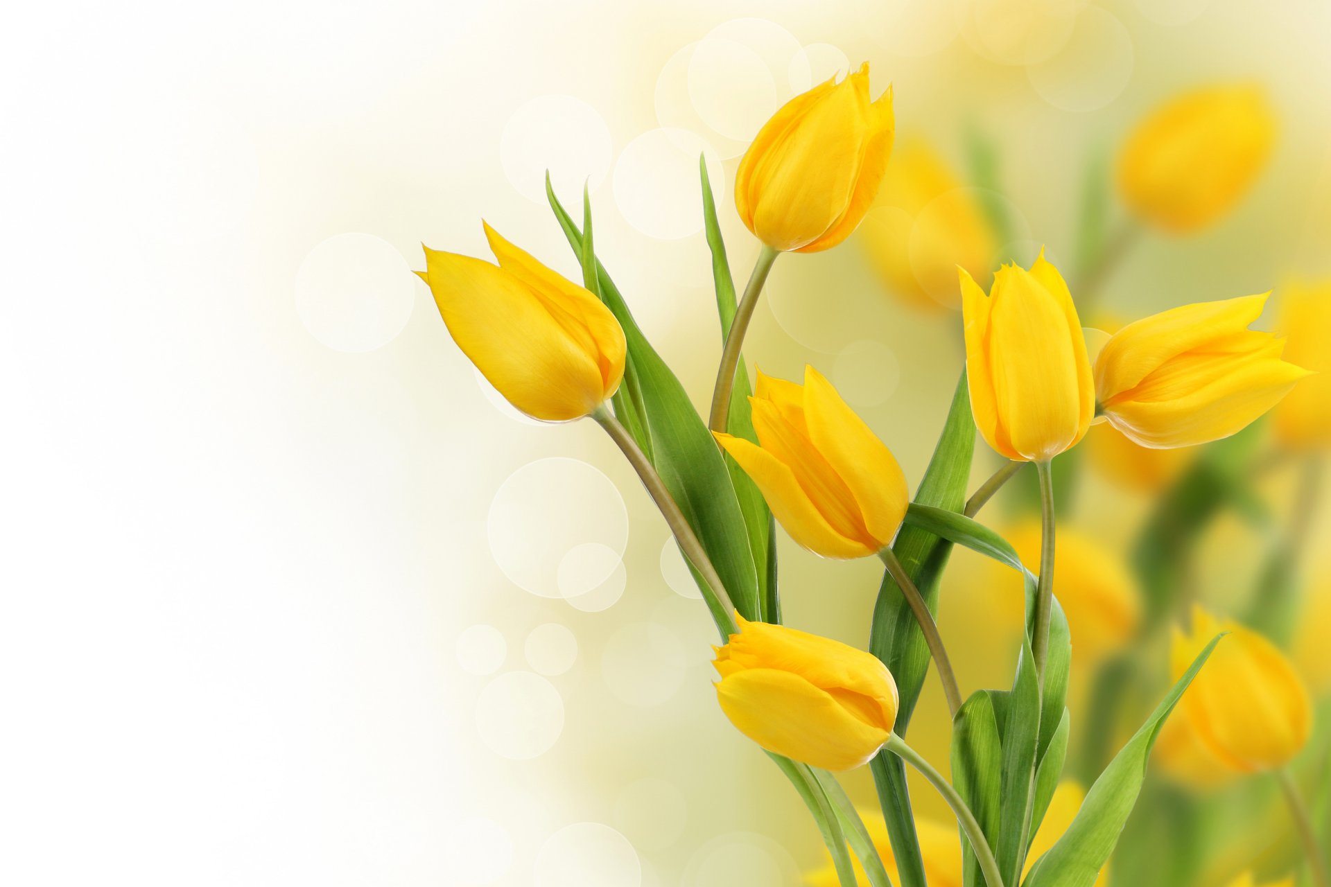 tulpen gelb blumen foto