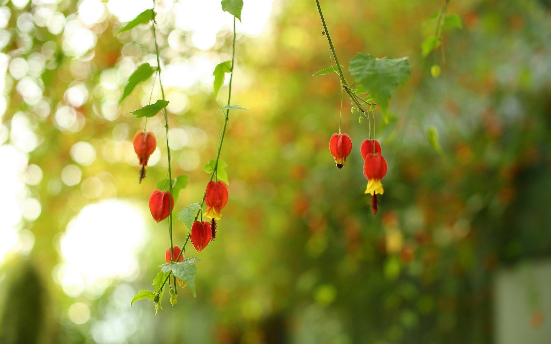 blumen natur hintergrund