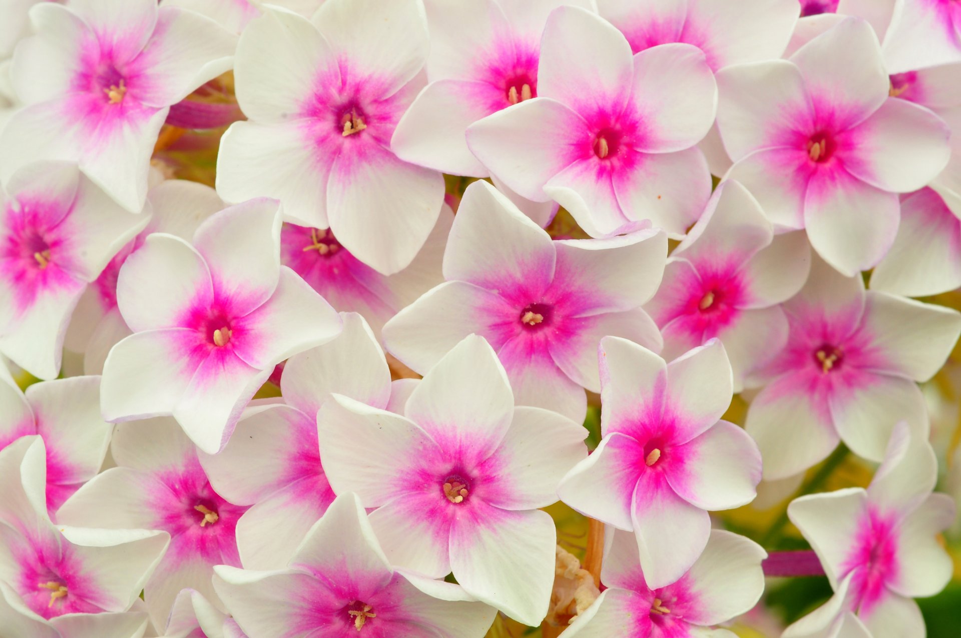 macro petali tappeto aiuola phlox