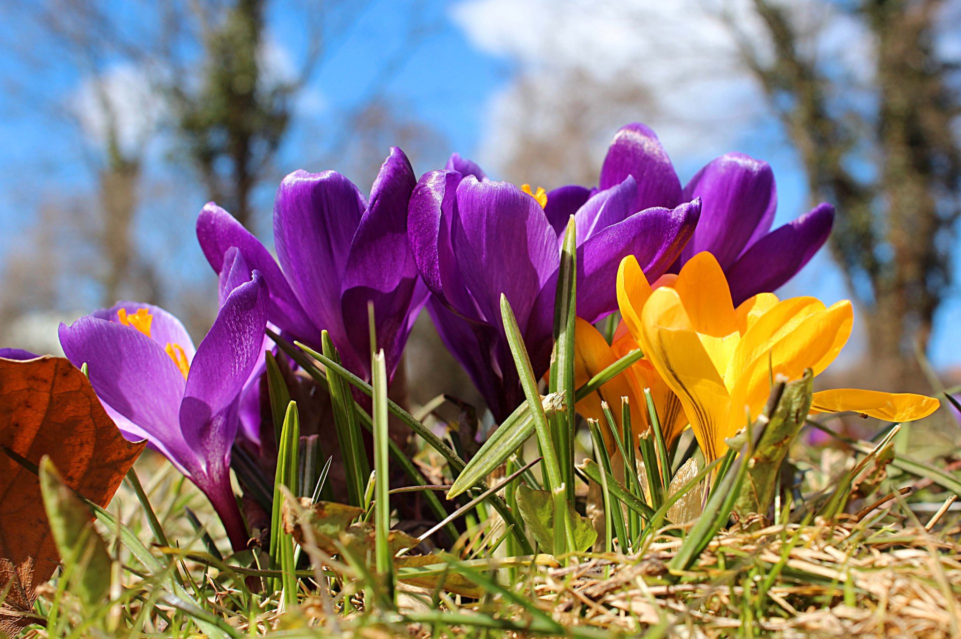 pring flower crocu