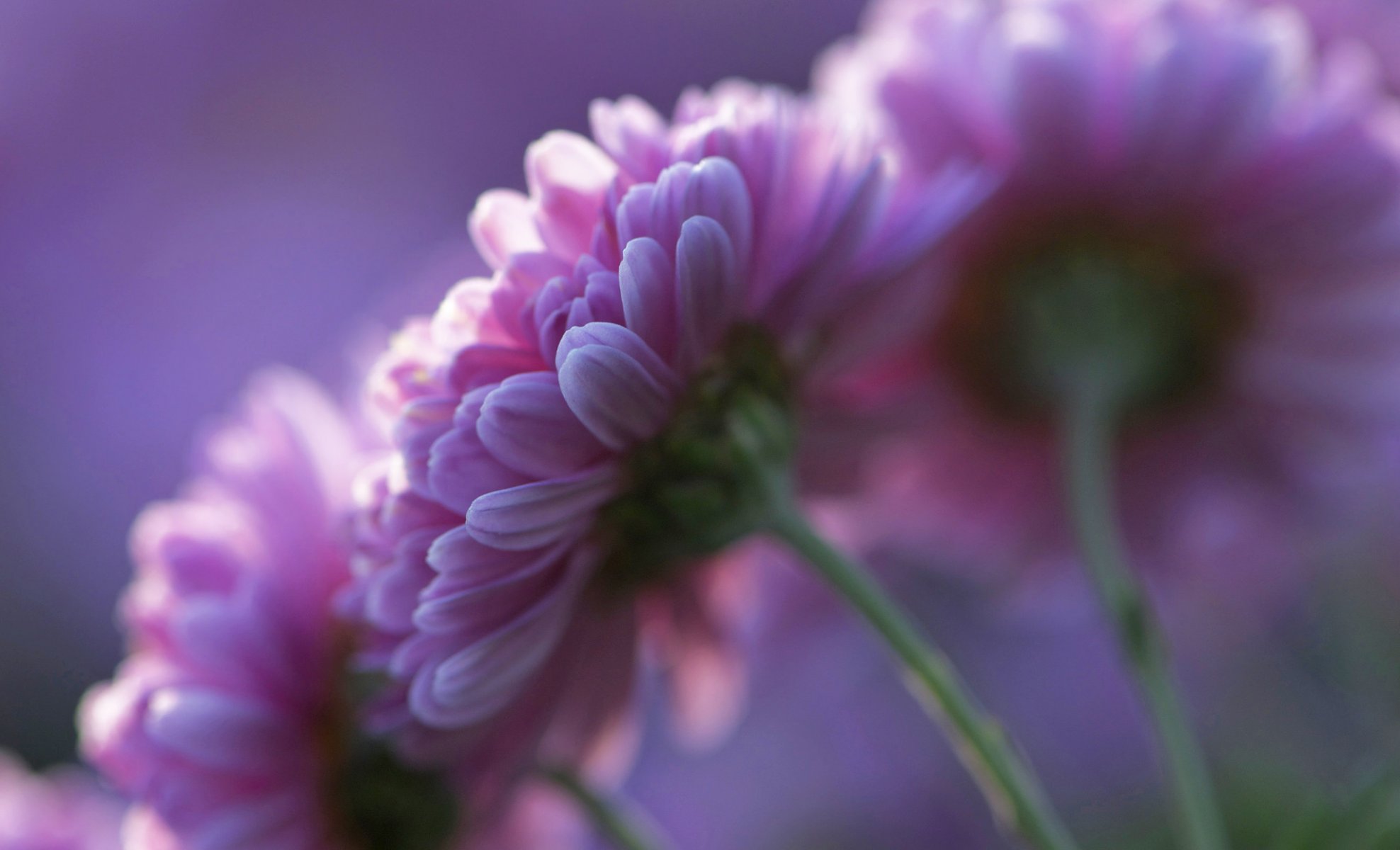 chrysanthemen rosa blumen blütenblätter lila hintergrund