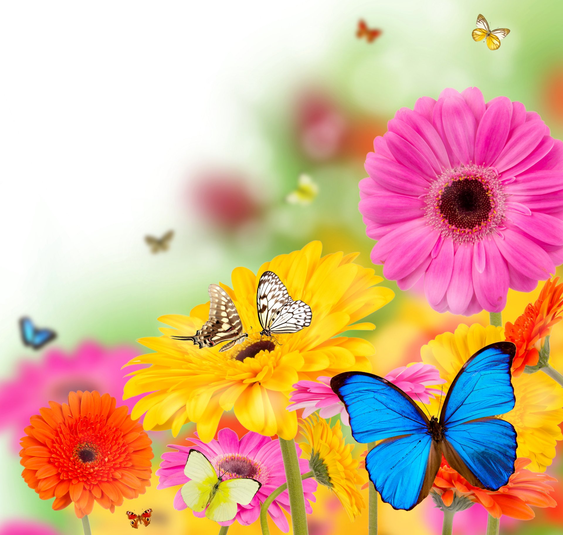 pring flowers colorful gerbera butterflies bright flower butterfly