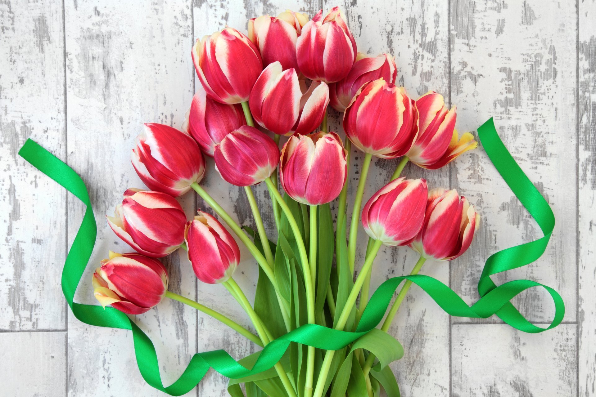 tulipanes fresco flores ramo cinta