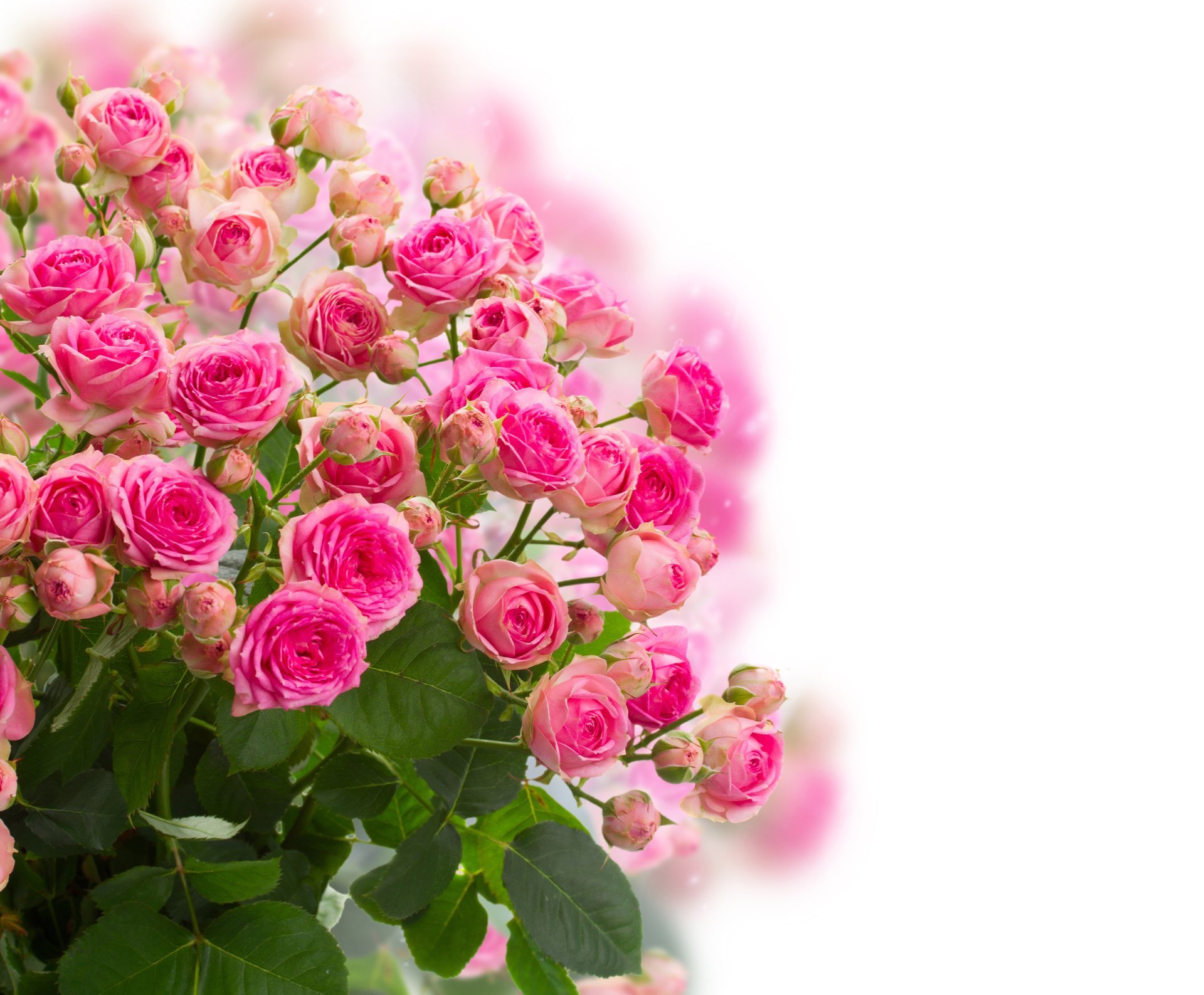 brotes rosas flores floración ramo