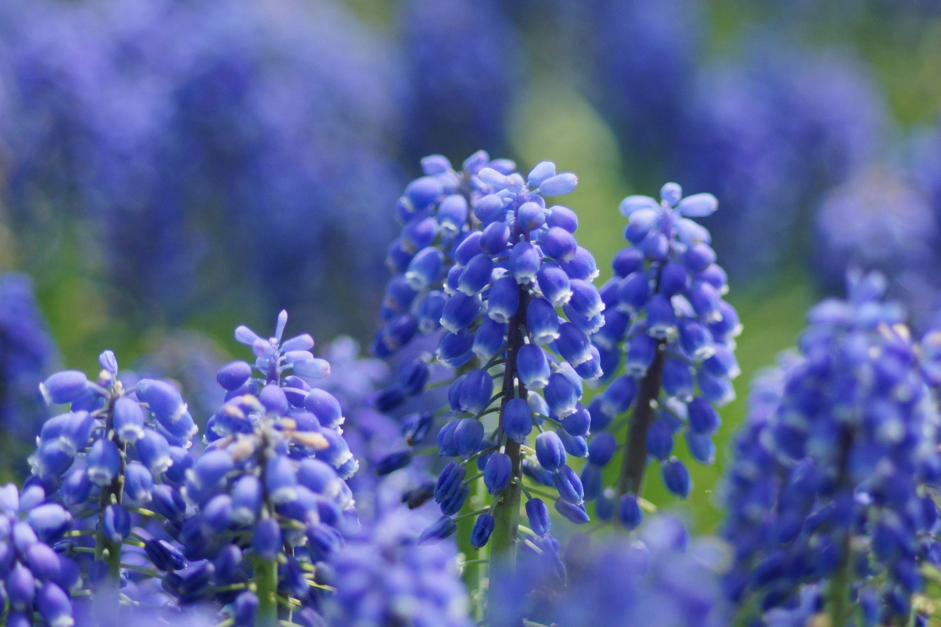 fiori lilla muscari messa a fuoco macro