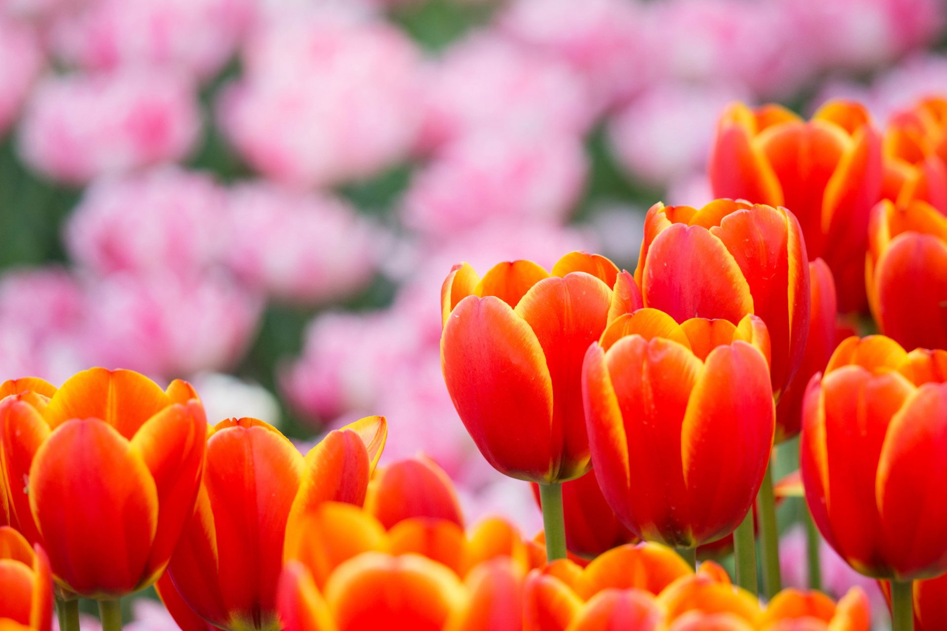 tulipes orange rose pétales fleurs flou