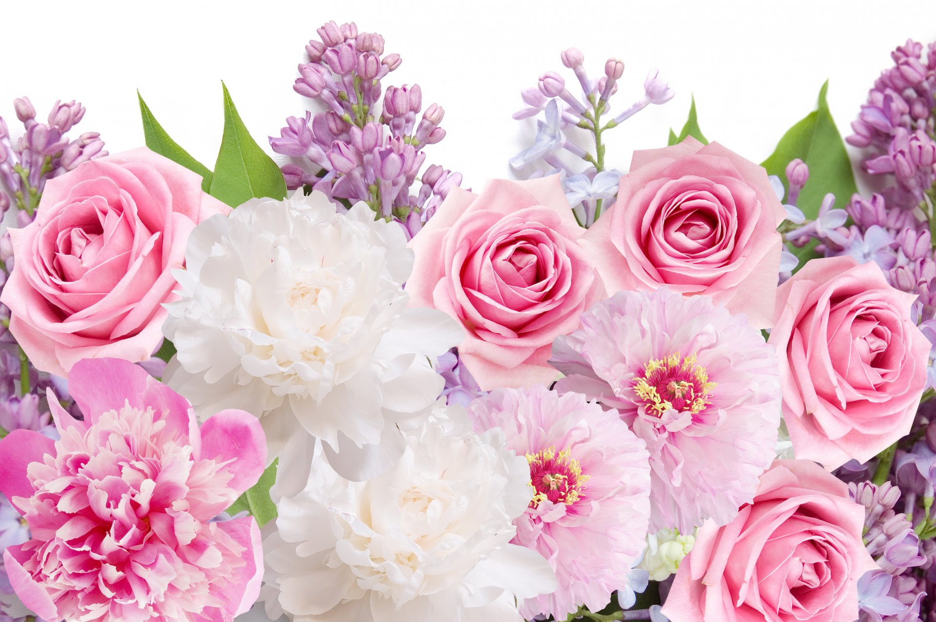 blumen pfingstrosen rosen flieder