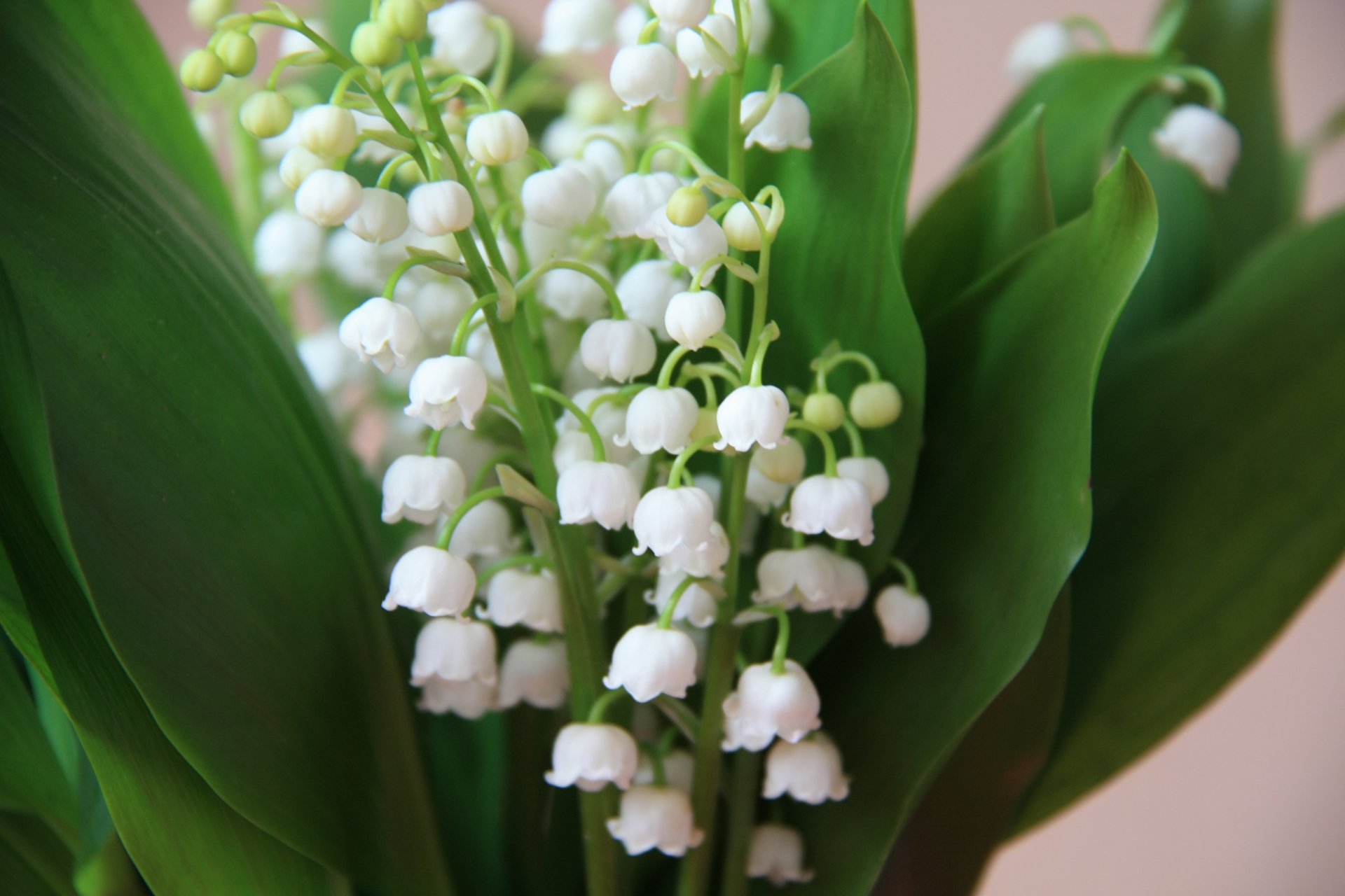 mughetto fiori bouquet primavera bianco mughetti