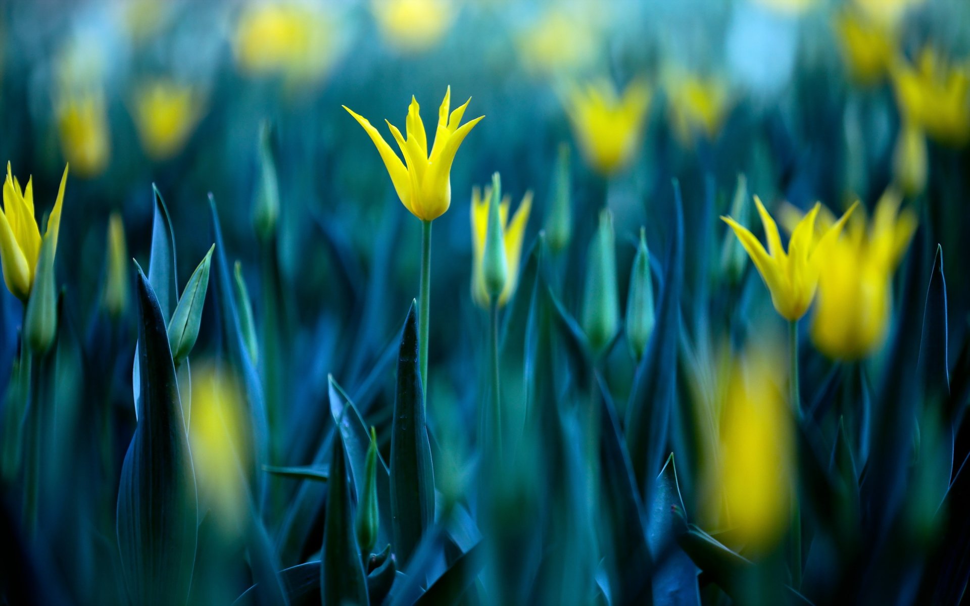 flores tulipanes naturaleza