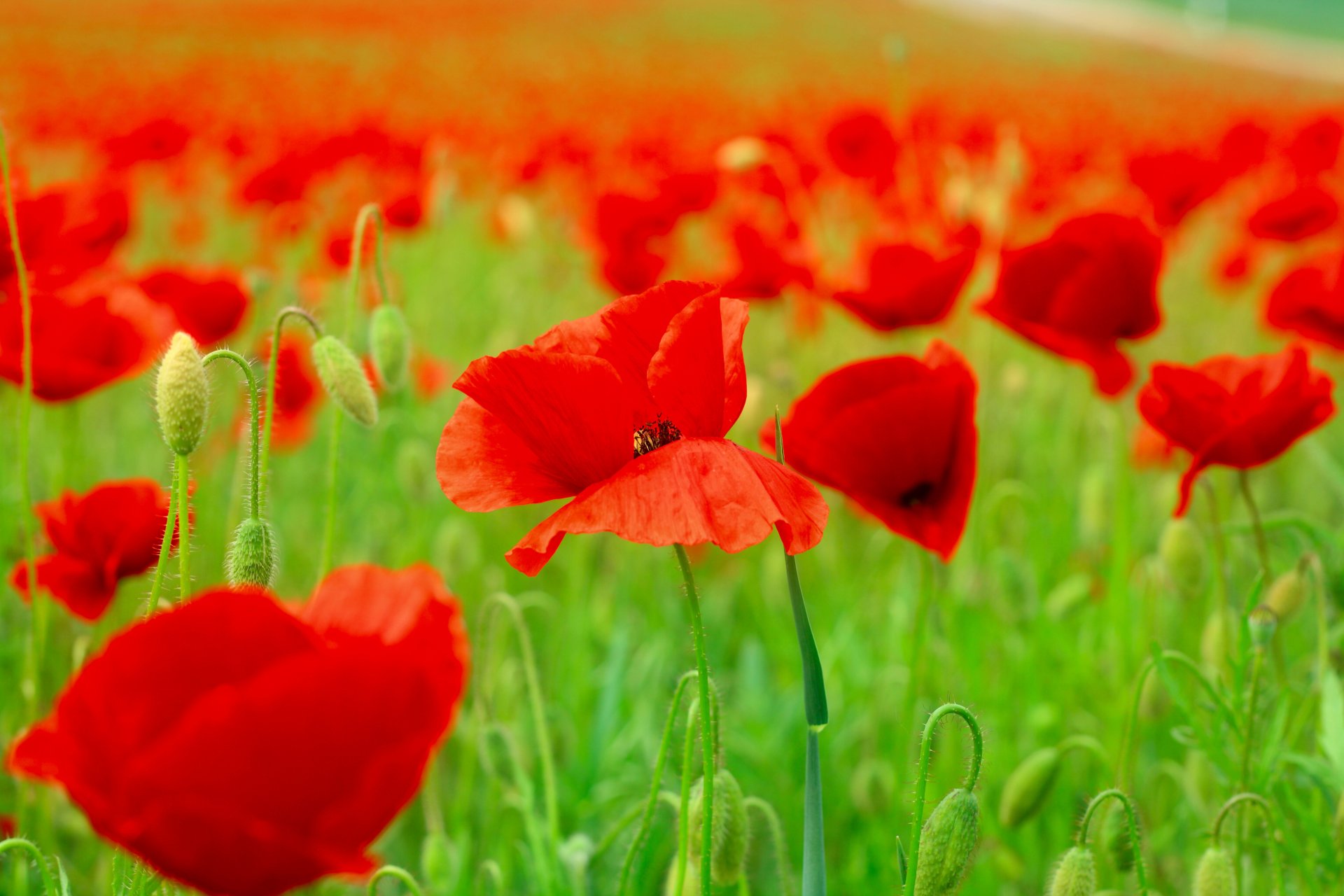nature flower poppies petals spring the field
