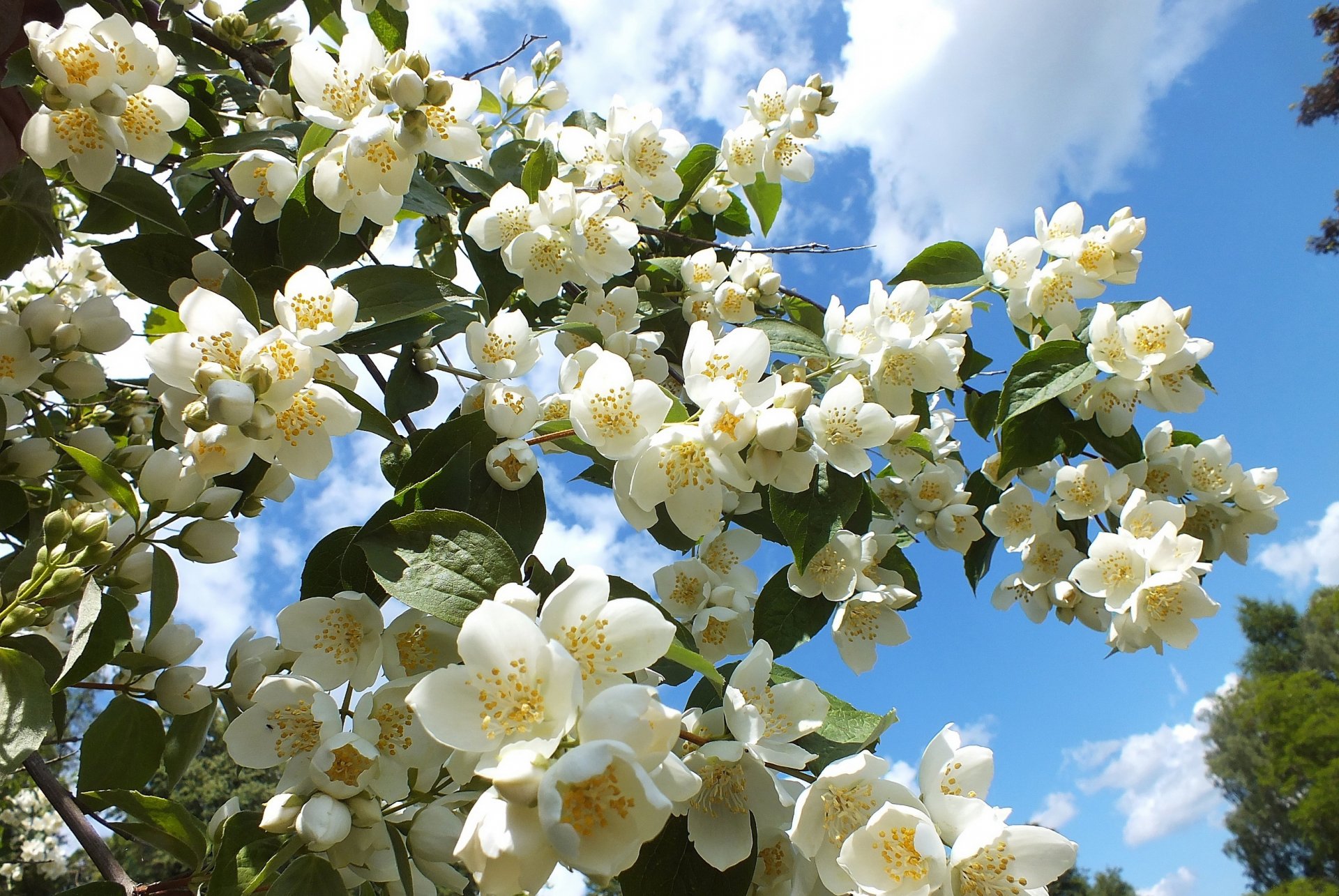 árbol en flor flores cielo foto
