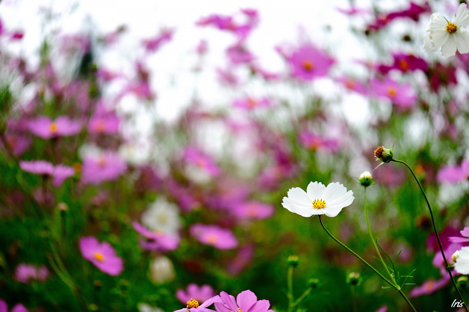 kwiaty cosmea polne focus różowe białe