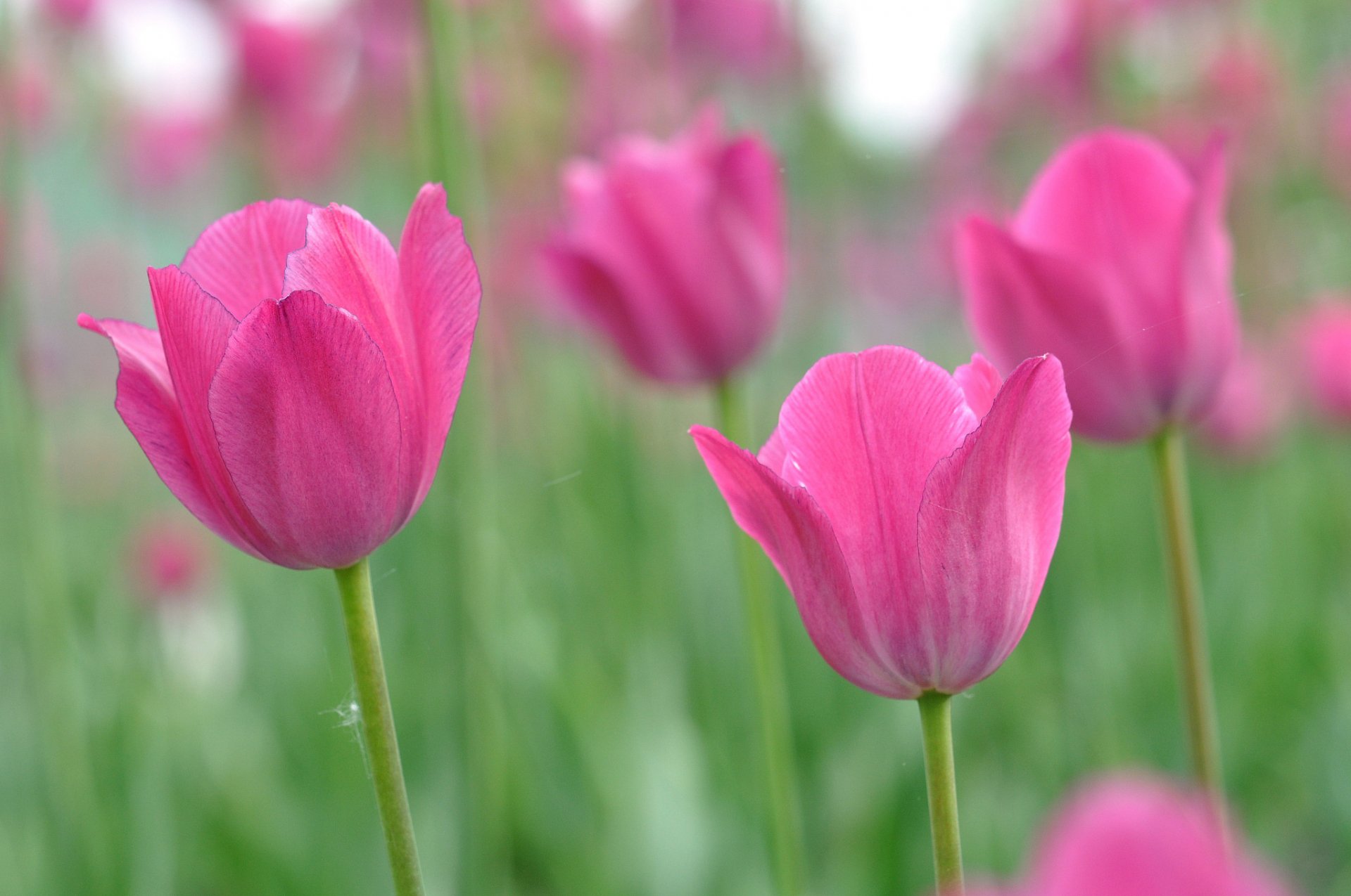 kwiaty różowe tulipany