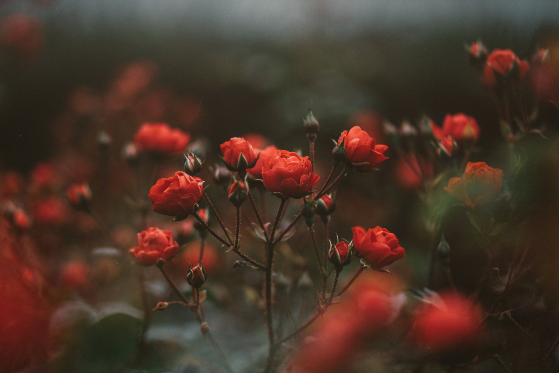 roses rouges buisson fleurs pétales