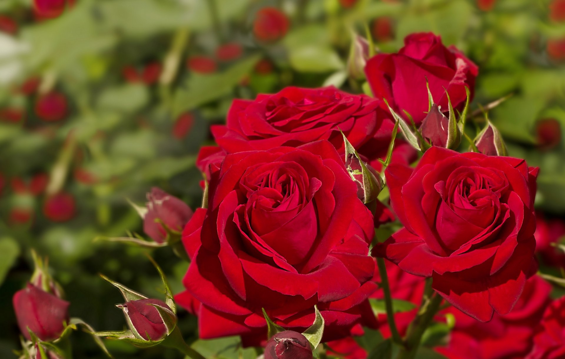 rosas capullos macro