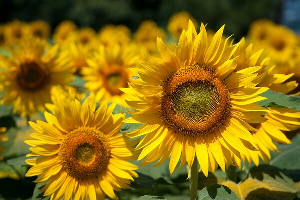 Fiori di girasole in un giorno d estate