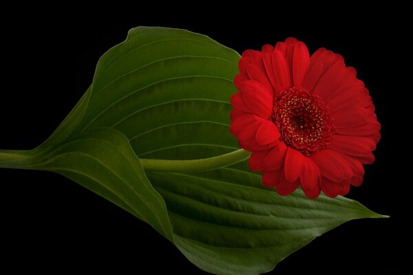 Hoja de gerbera sobre fondo negro