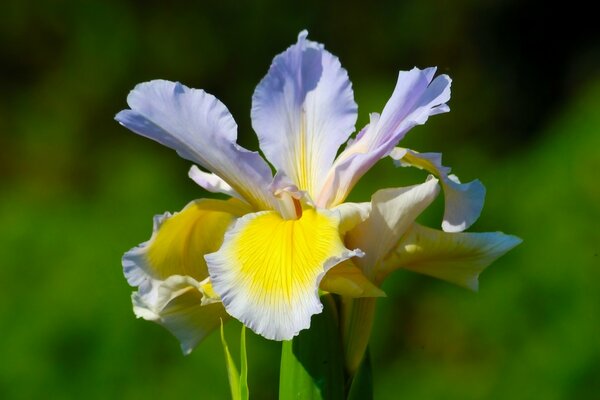 Schöne bunte Iris mit lila-gelben Blütenblättern