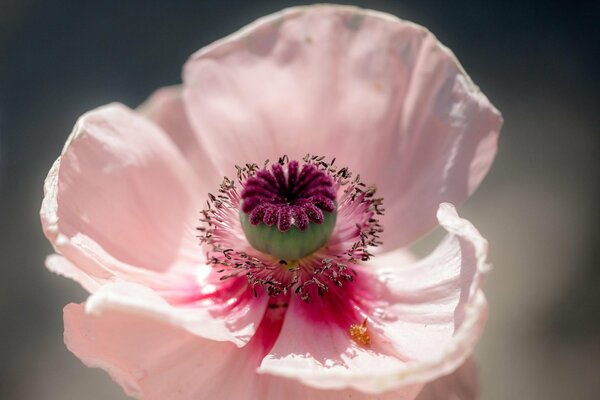 Pink poppy on a dirty blue background