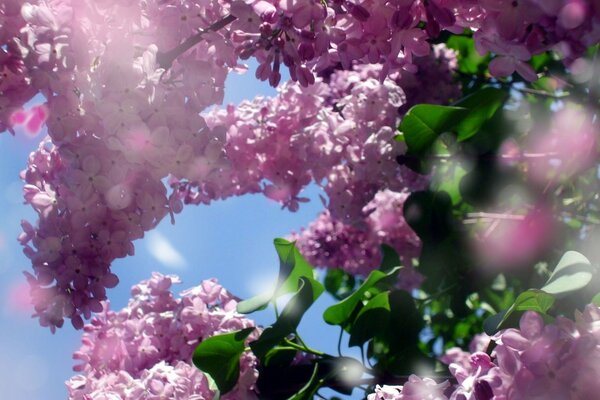 Fraîcheur printanière du parfum lilas