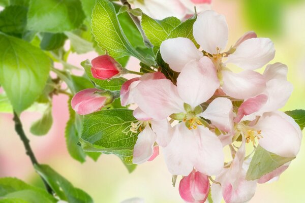 Bourgeons blancs et roses d un pommier