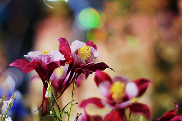 Las flores son de color rosa Burdeos sobre un fondo turbio