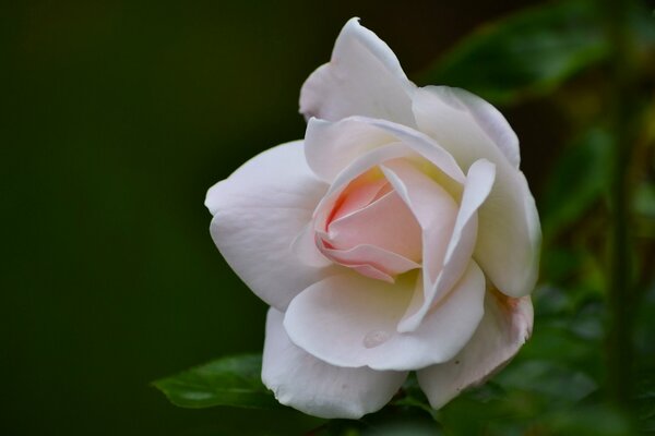 Rose bud petals in macro photography