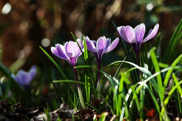 Frühlingserwachen der Krokusblüten