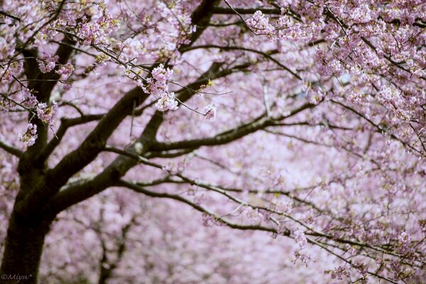 Розовое цветение сакуры весной
