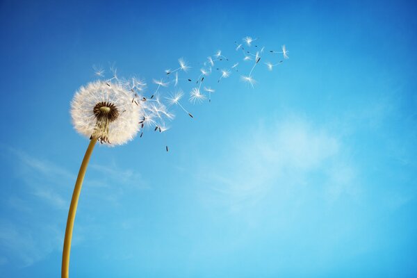 Dandelion against the sky
