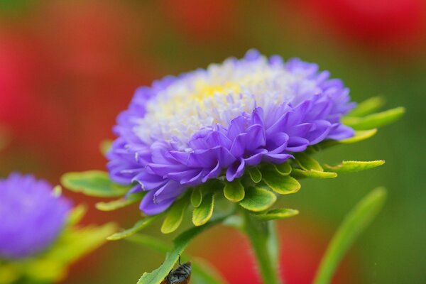 Flauschige Blume. September Frische