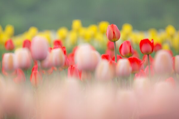 Rote und gelbe Tulpen in der Natur