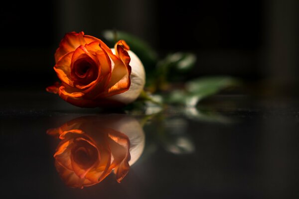 A lonely red rose on the table